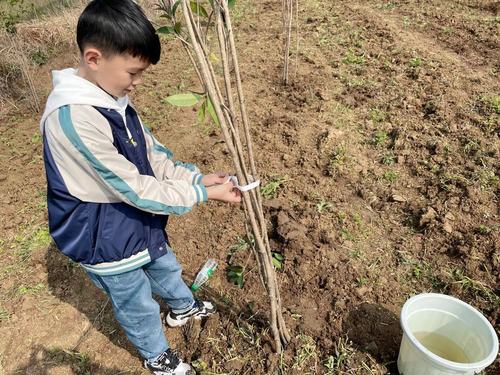 德艺南校小学部开展植树节活动